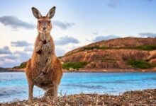 Photo of Австралия: обзор событий в образовании
