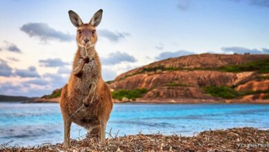 Photo of Австралия: обзор событий в образовании