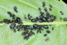 Photo of Норвегия: последние новости о рыболовстве