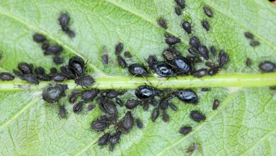 Photo of Норвегия: последние новости о рыболовстве